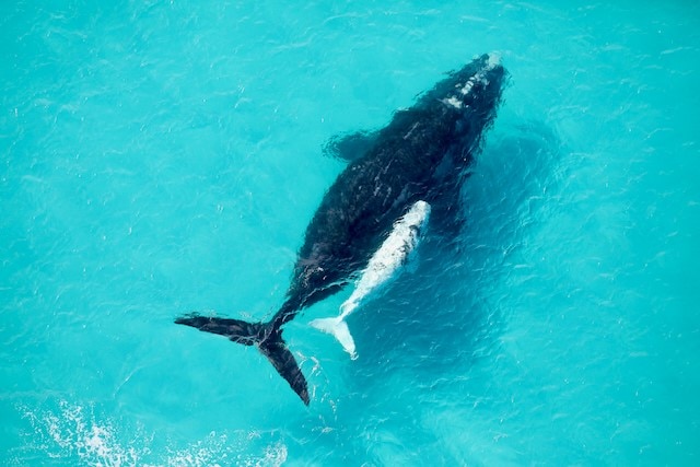 A whale and her calf, as seen from above.