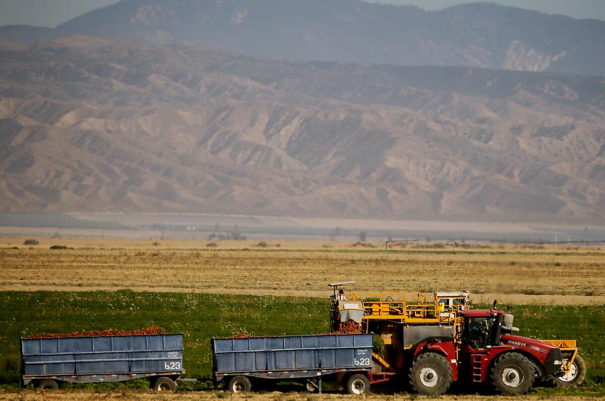 A mechanical harvester collects carrots from a field near the town of New Cuyama.