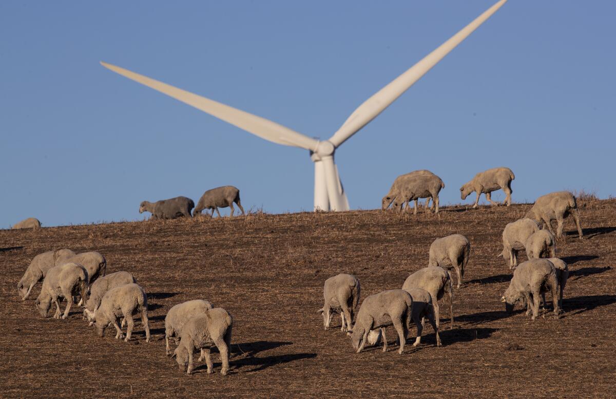 Sheep graze on a wind farm in Solano County, California, where a group of tech billionaires hopes to build a green city.