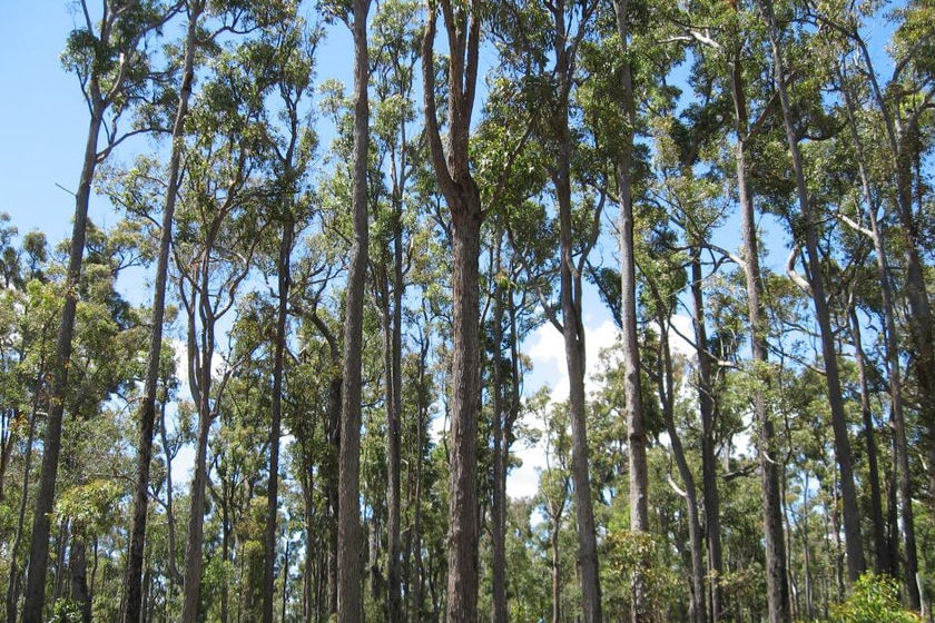 A forest of tall trees stretches to a blue sky.