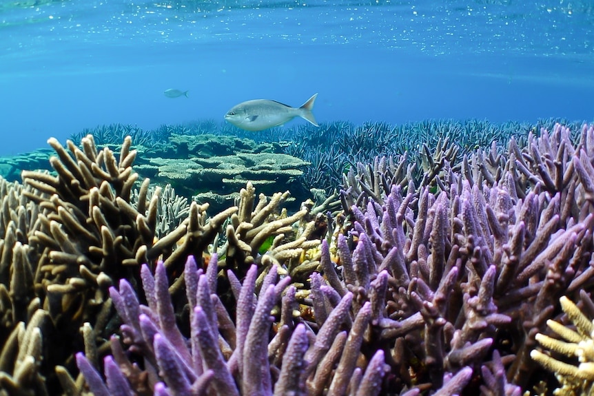 Fish swim above some colourful coral.
