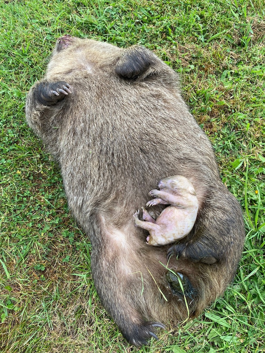 image of wombat with a small baby joey on its belly lying on grass. both are dead.