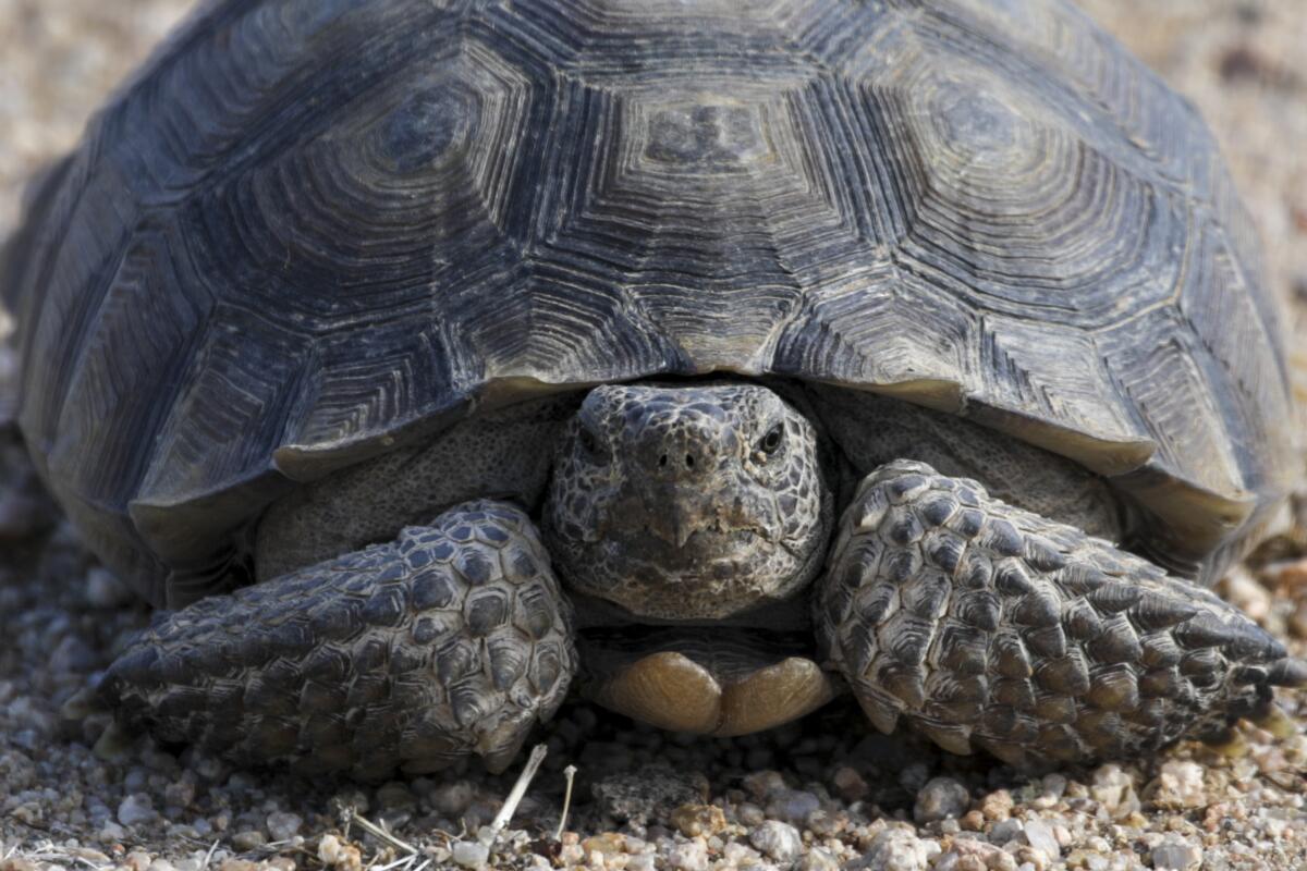 A desert tortoise regards the camera.