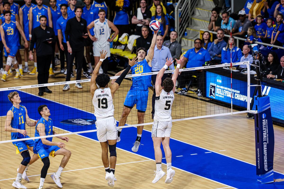 UCLA outside hitter Ethan Champlin, top, tries to hit over Long Beach State's DiAeris McRaven (19) and Aidan Knipe.