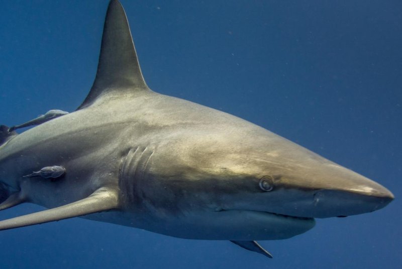 Fourth fo July shark attacks injured three people in South Padre Island, Texas, and one in Florida. One of the Texas attacks was a severe bite in the leg. Photo by baechi/Pixabay