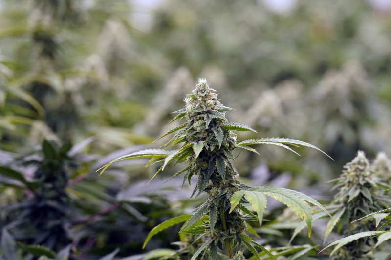 Republican presidential nominee Donald Trump said Saturday he supports a Florida sate ballot initiative that would legalize recreational marijuana use. File Photo by Bill Greenblatt/UPI