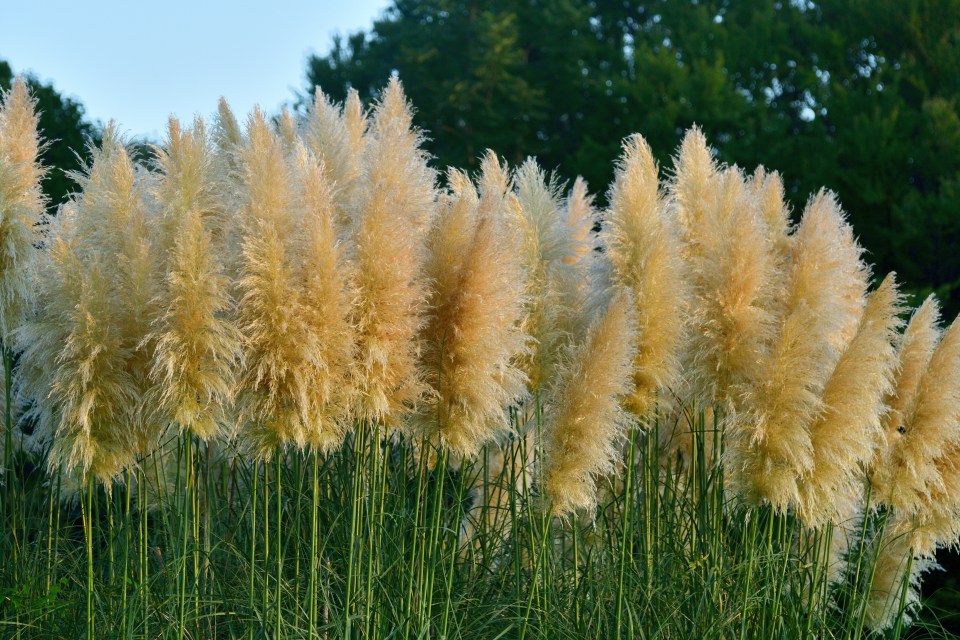 According to landscape design guru Pollyanna Wilkinson, Pampas grass can add privacy to your space