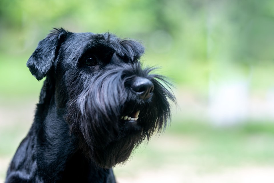 The TikToker explained that Giant Schnauzers are 'too high energy' for her (stock image)