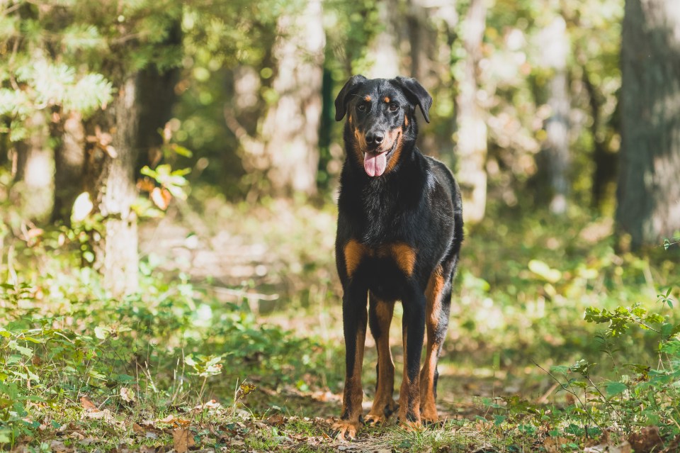 The dog expert also told her audience that the Beauceron breed are too slow to mature (stock image)