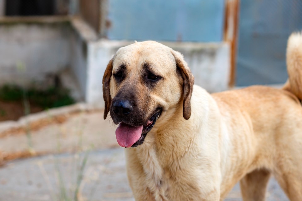 She named the Anatolian Shepherd dog as one of her honourable mentions for the category (stock image)