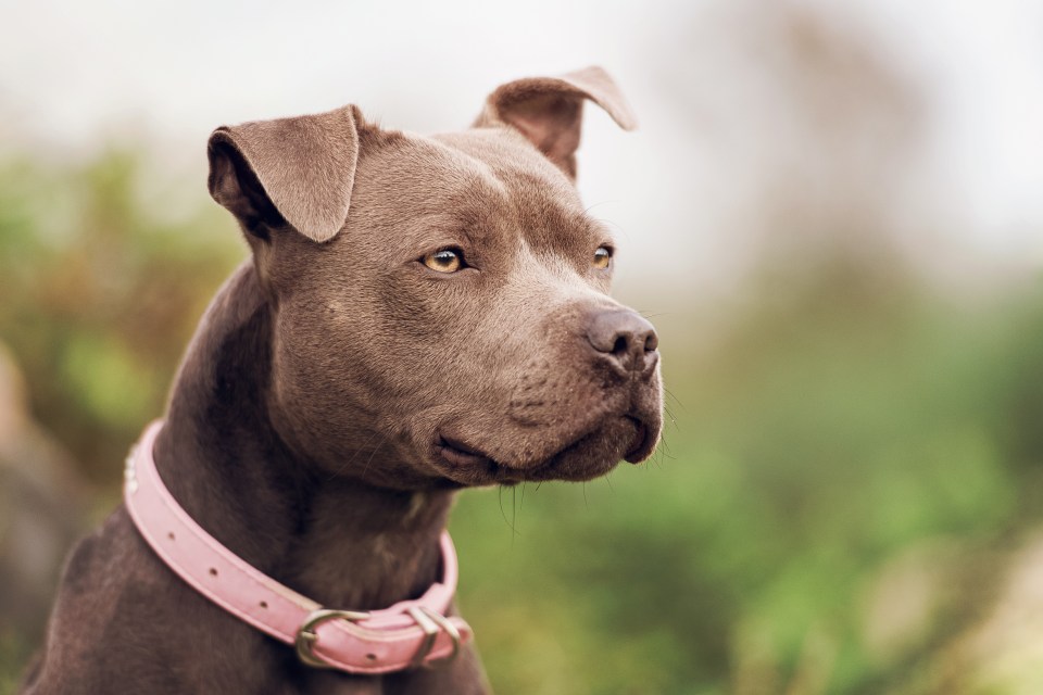 The TikToker also gave Pitbulls a special shout out on her list of 'scary' dog breeds (stock image)