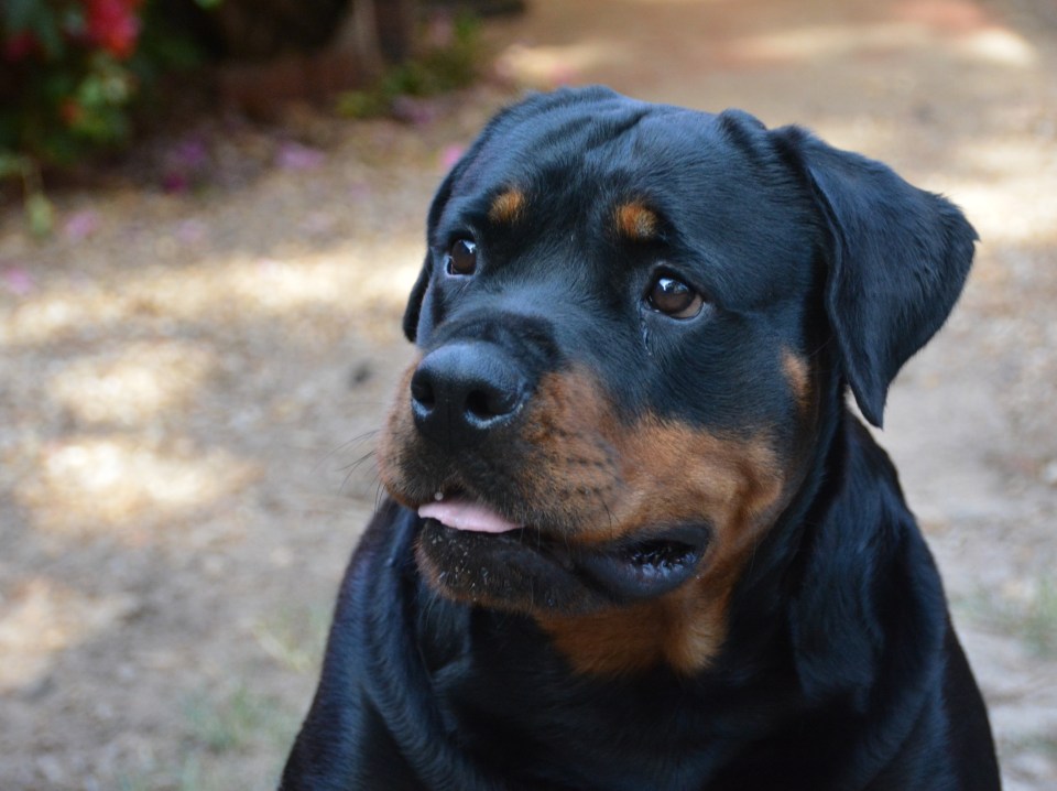 She revealed that she would opt for a Rottweiler if it had the right temperament (stock image)