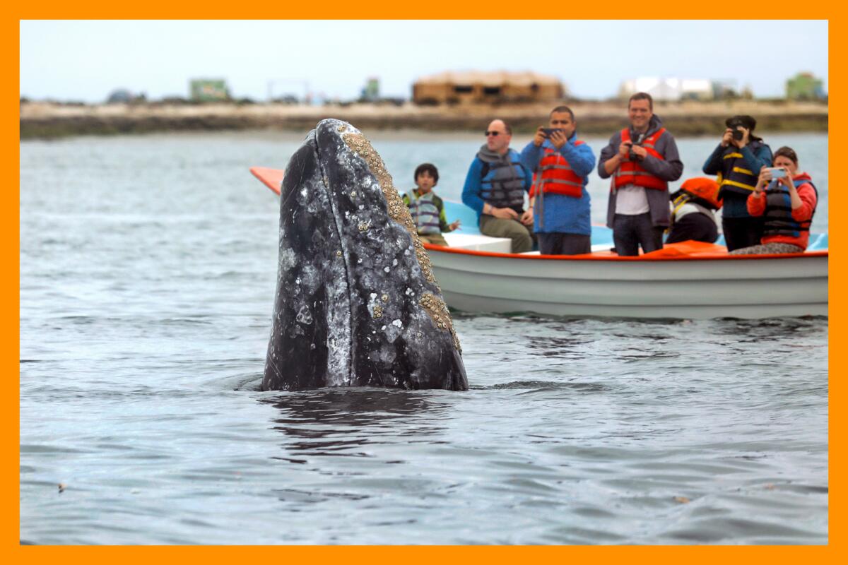 A gray whale pokes its head out of the water next to a small boat full of folks.