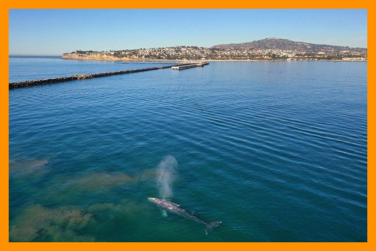 A lone whale spouts water into the air.