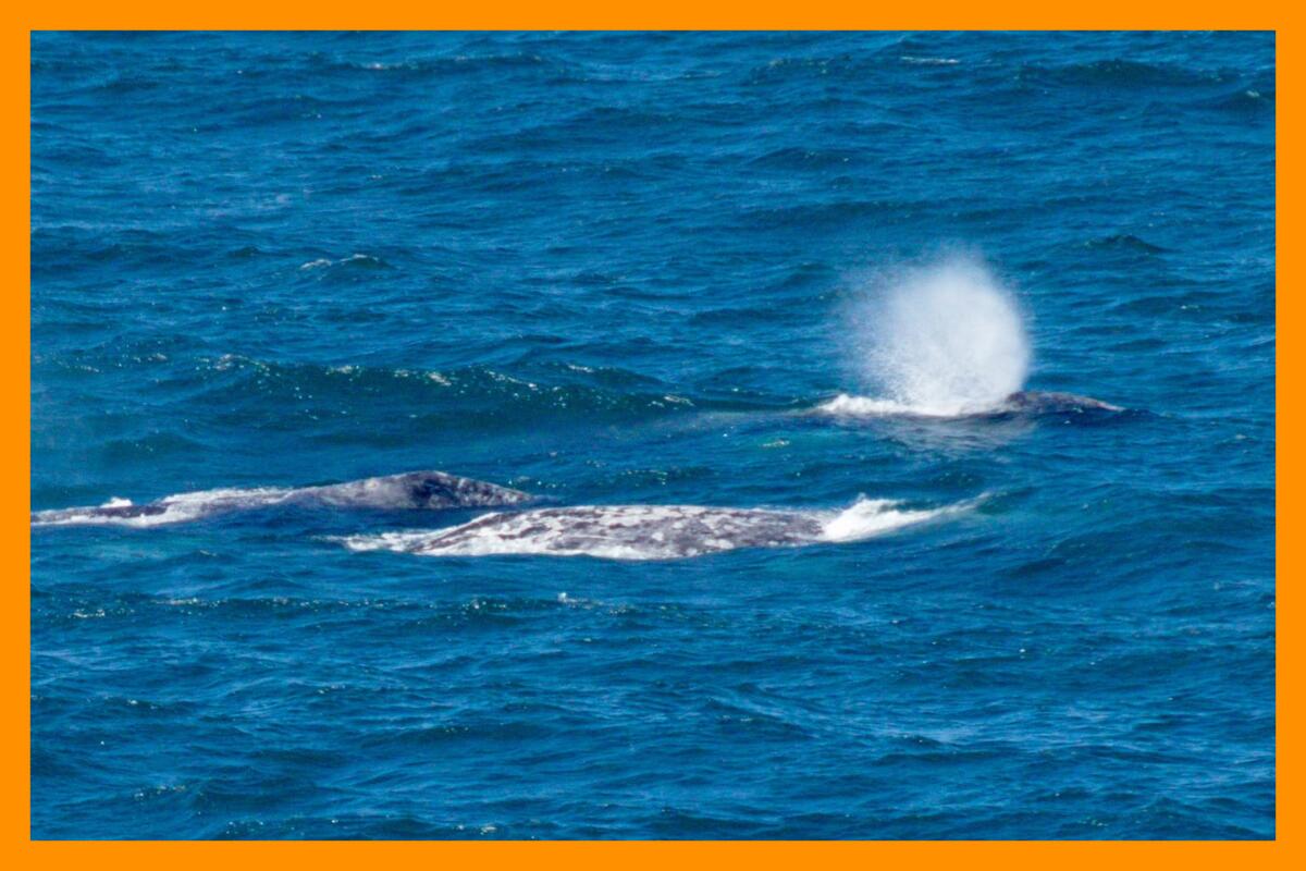 A gray whale, traveling with two others, blows out.