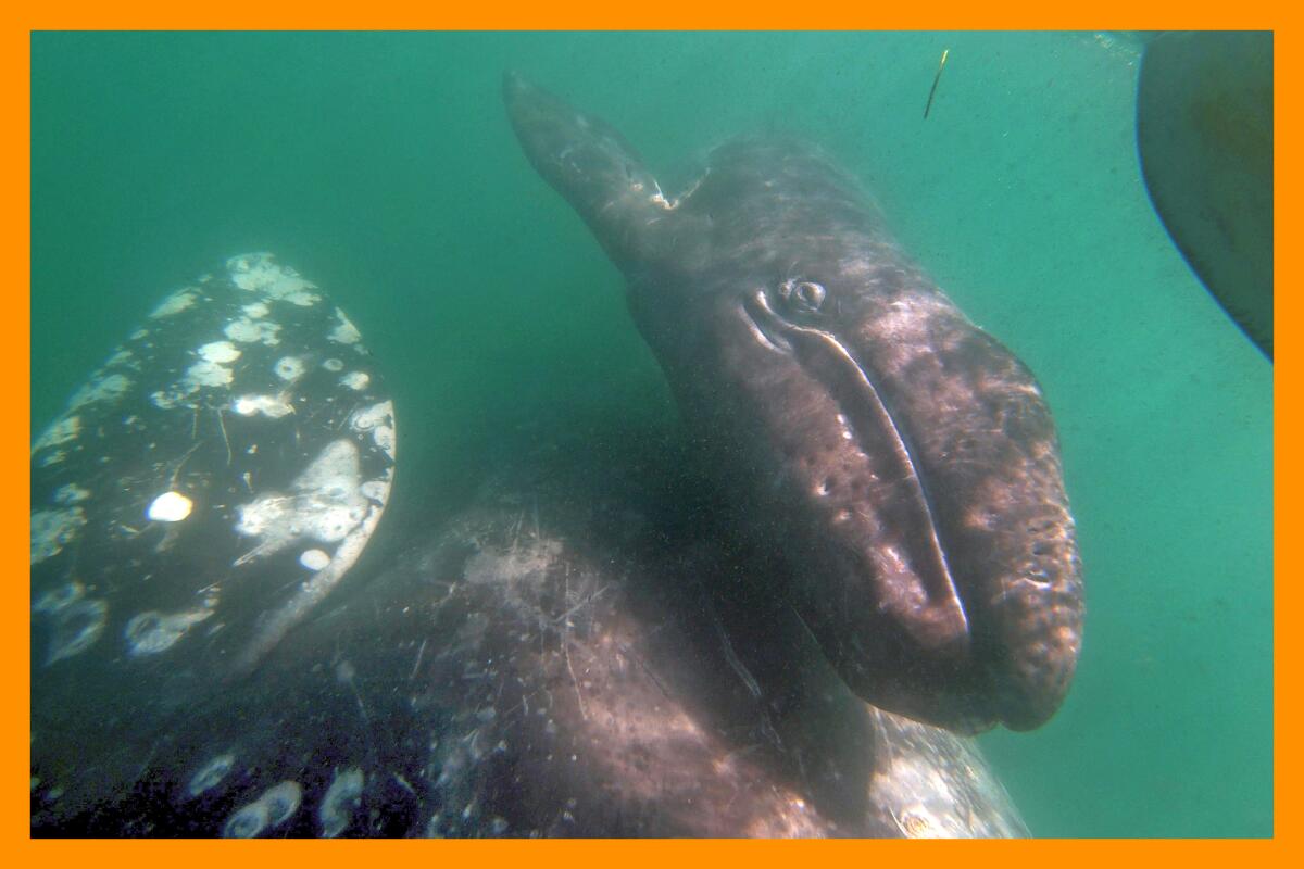 A gray whale pushes her calf to the surface in Laguna San Ignacio, Baja California.