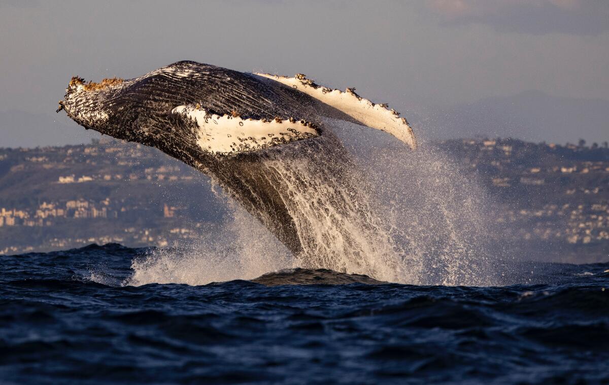 A humpback whale lunging out of the water off Newport Beach on Nov. 16.