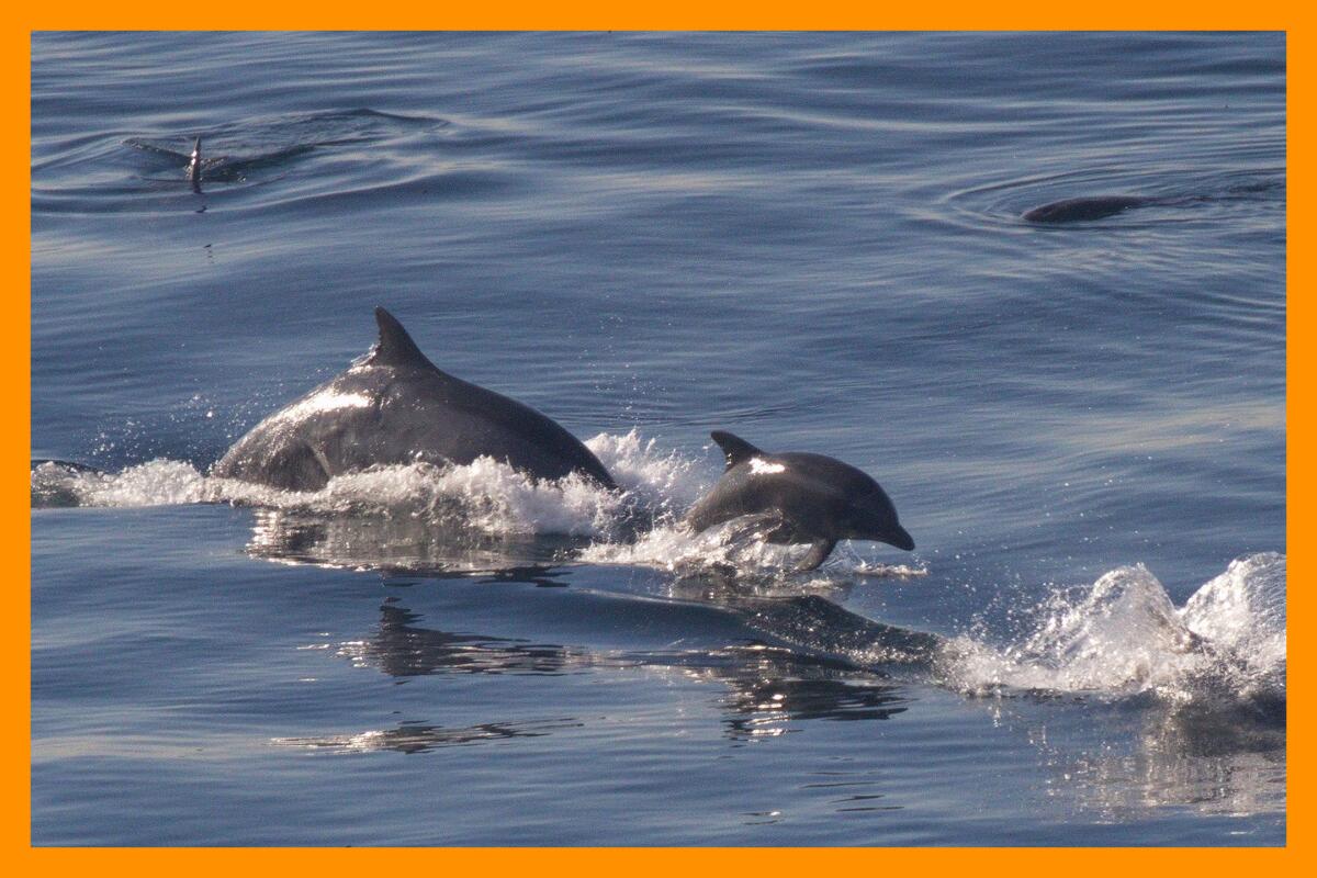 A coastal bottlenose dolphin calf and adult leap out of the water.