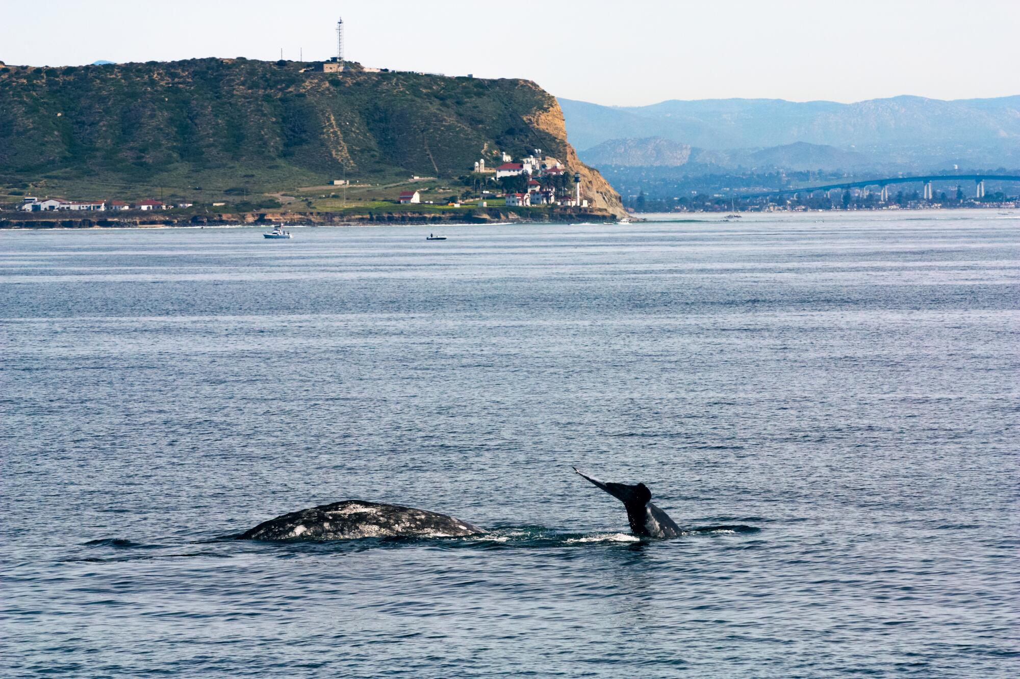 A gray whale swims in San Diego Bay.