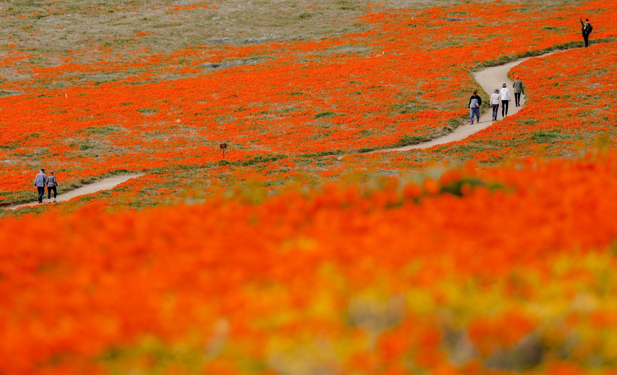 Visitors walk through fields of California poppies in the Antelope Valley California Poppy Reserve