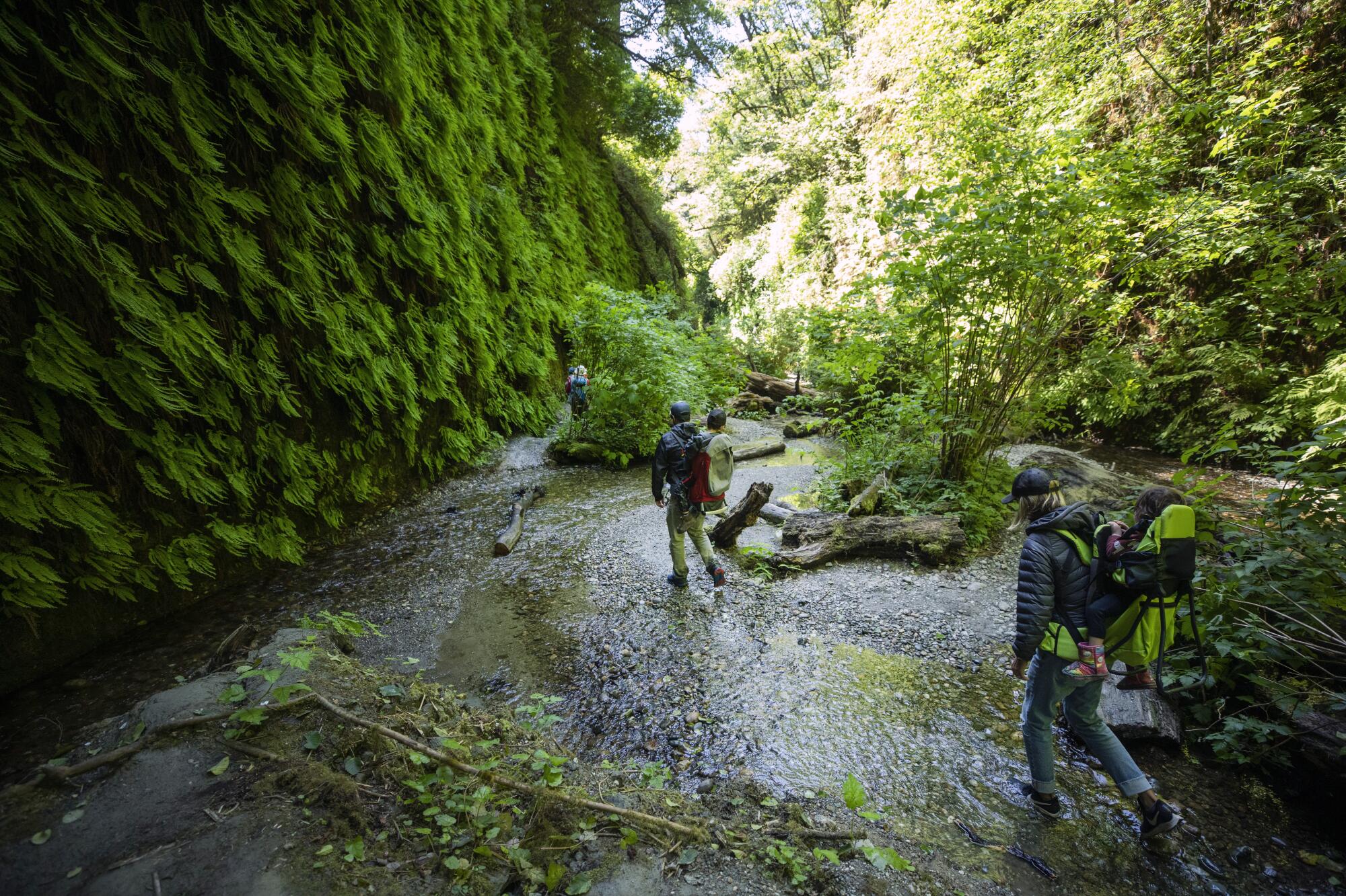 A hiker walks along the fern-lined Fern Canyon Trail in Prairie Creek Redwoods State Park.