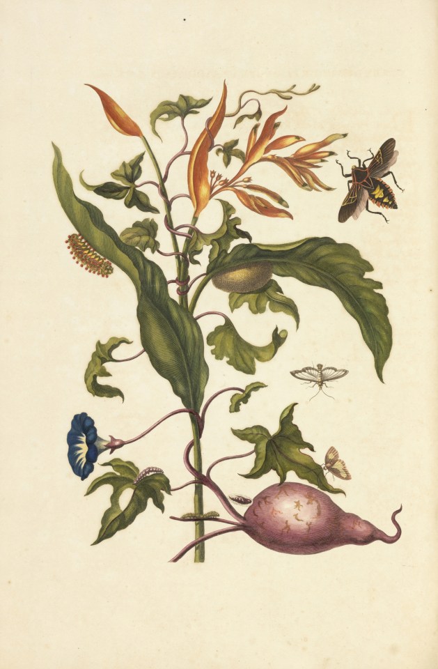 Illustration of a parrot flower, sweet potato plant, mesquite bug, and various larvae.