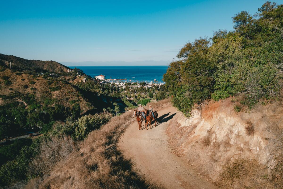 Riders on horseback on a trail with greenery and ocean in the background. 
