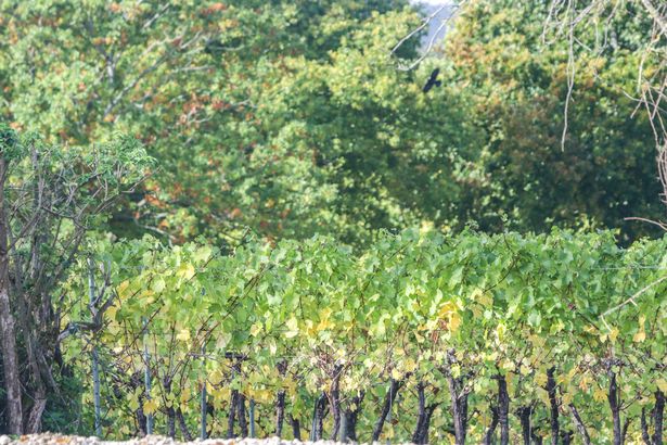 Grape Vine 'Chardonnay' near Tenterden in Kent, England