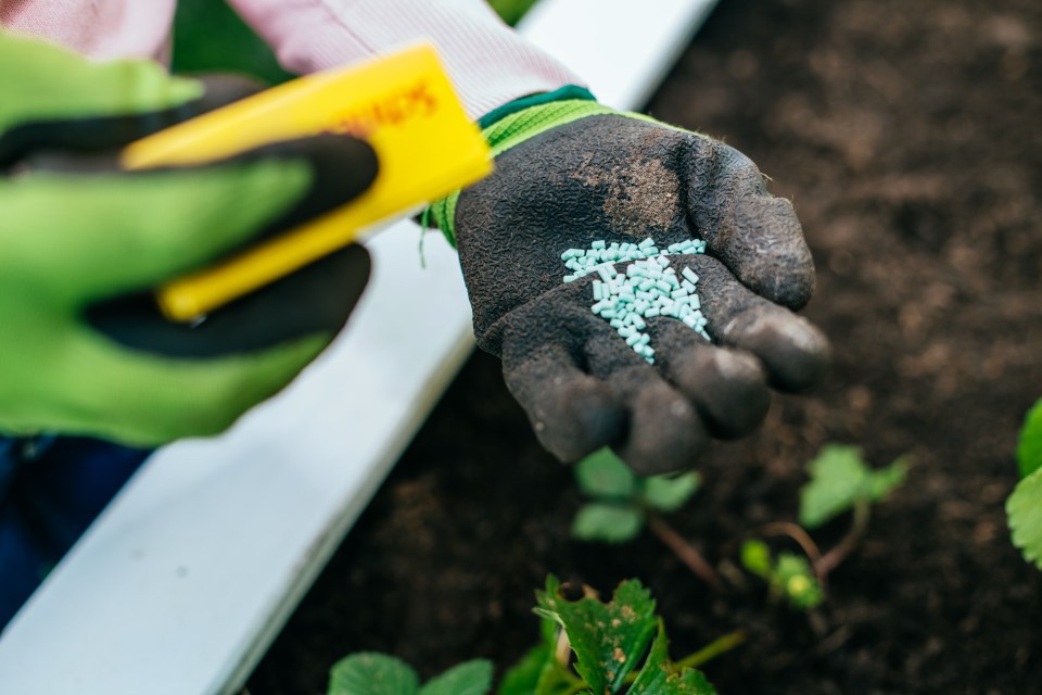 A woman's gloved hand holding snail and slug bait above strawberry plants.