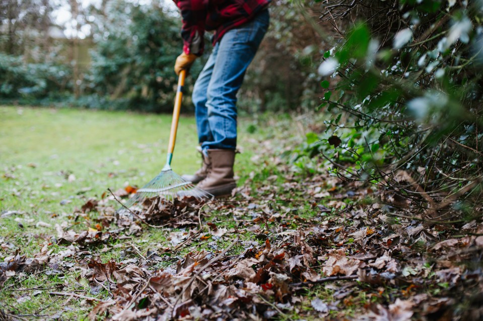 Person raking leaves in a garden.