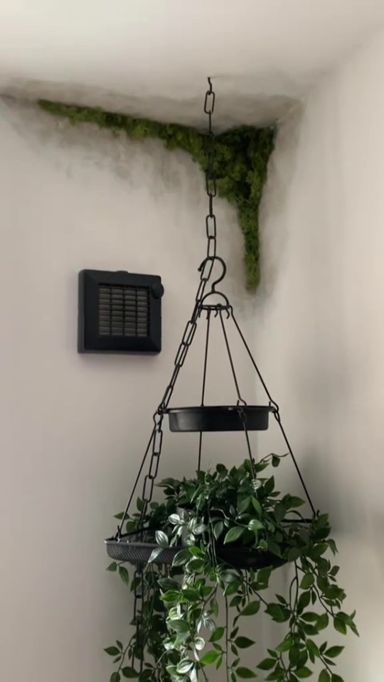 Hanging planter with trailing plant in corner with mold.
