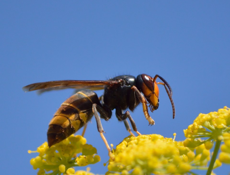 Asian hornet on yellow flower.