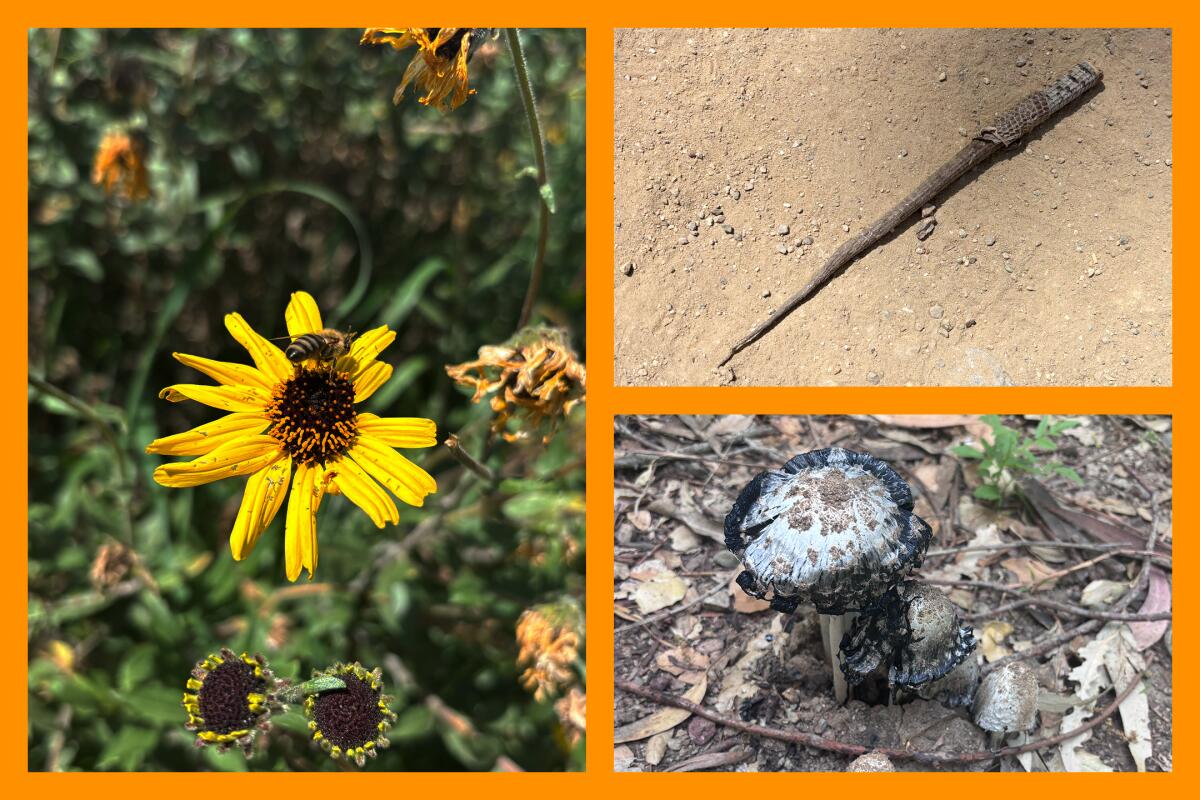 Three photos from Dearing Mountain Trail.