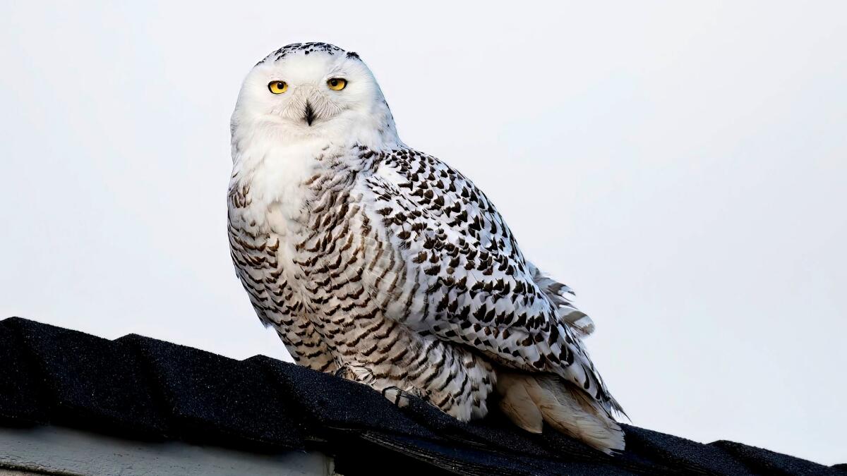 A rare snowy owl appears in a California suburb.