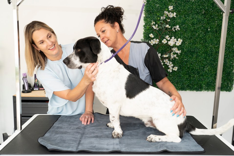 Dog groomer and client reviewing dog before grooming.