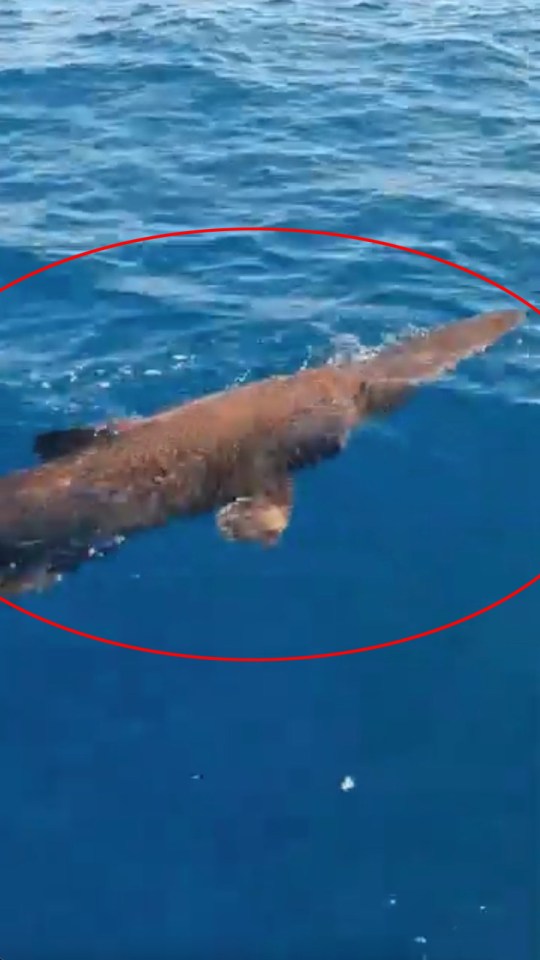Goblin shark swimming near the surface.