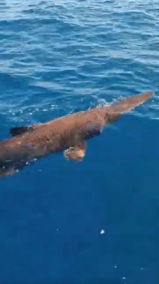 Goblin shark swimming near the surface.
