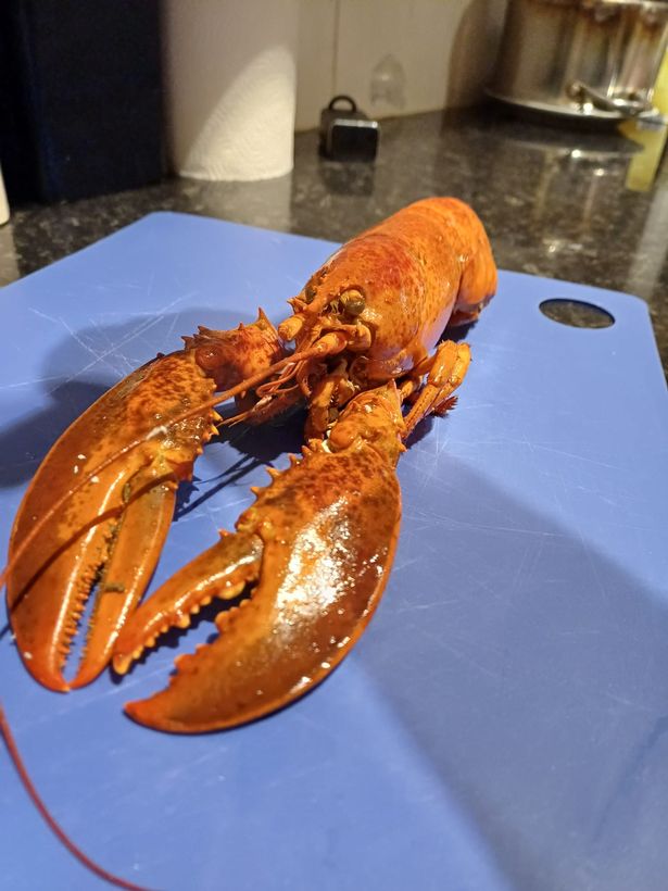 Iceland's Luxury Canadian Whole Cooked Lobster 