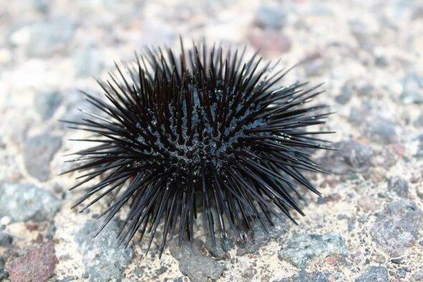Sea urchin stings can be painful
