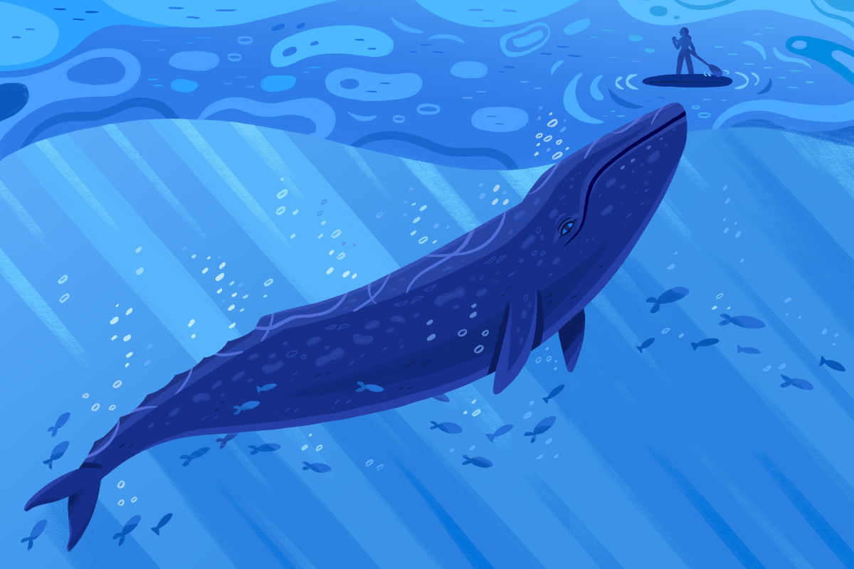 A whale rises up from the water beneath a paddle border