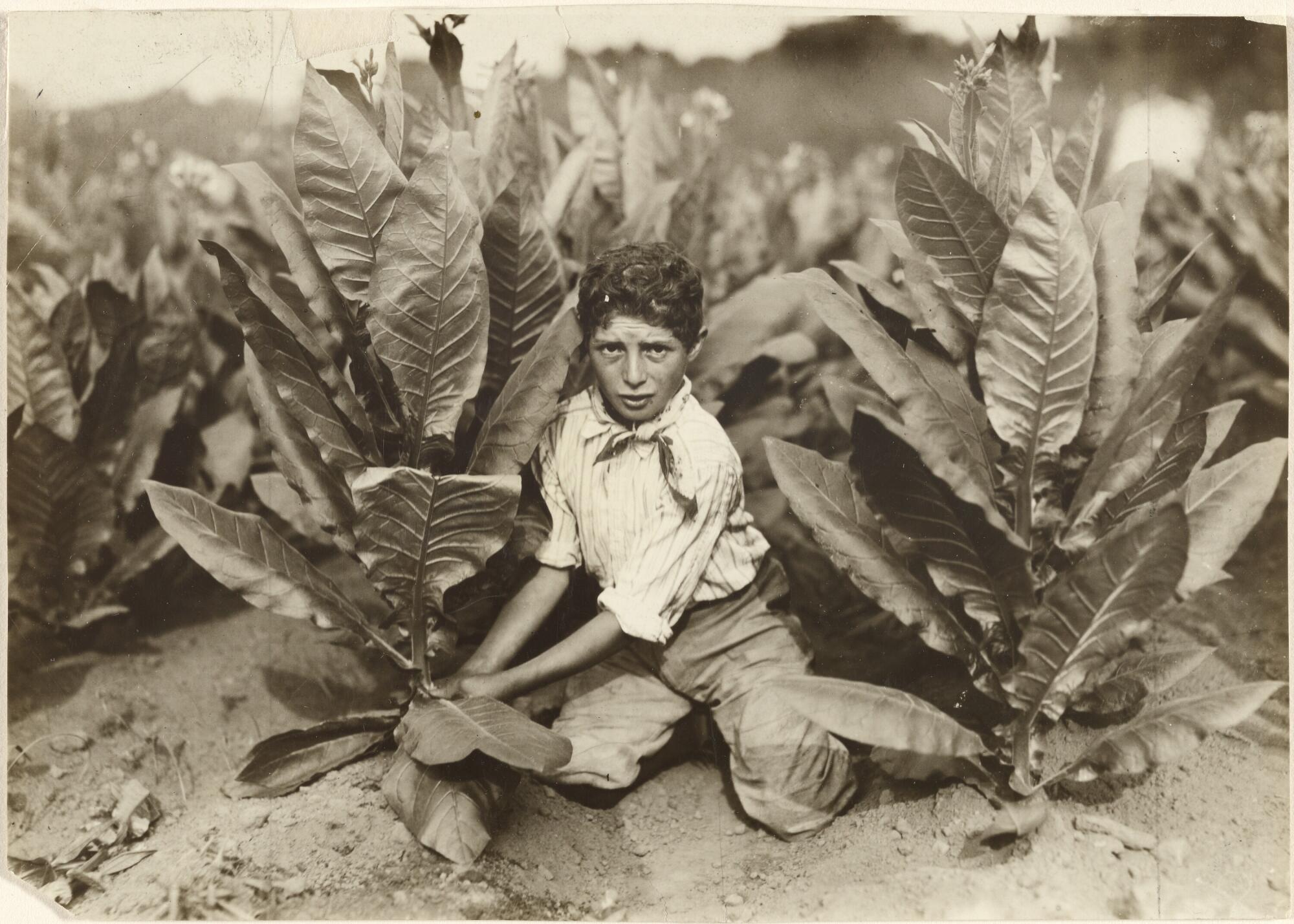 Lewis W. Hine, "10 year old picker, Gildersleeve tobacco farm," 1917; gelatin silver print.