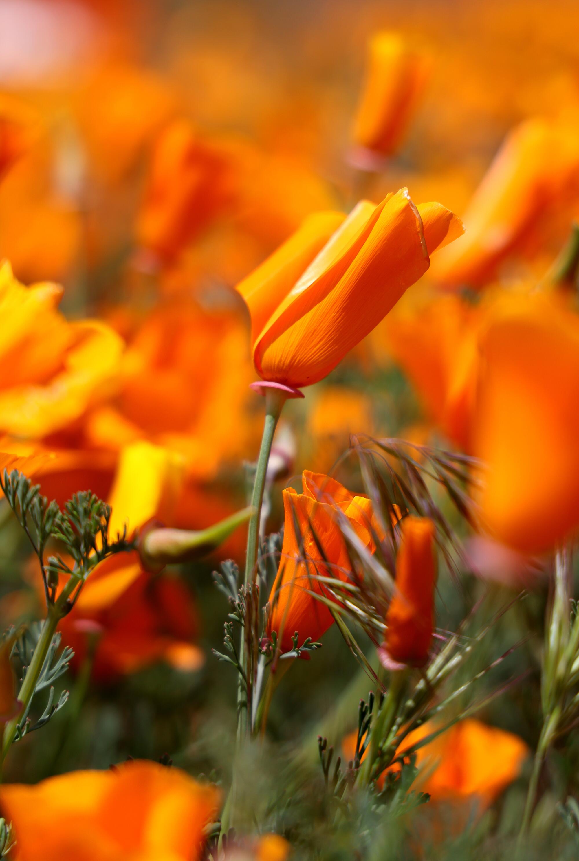 Nature enthusiasts walked amongst the colorful native flowers growing wild at Elizabeth Lake Rd. and Munz Ranch Road.
