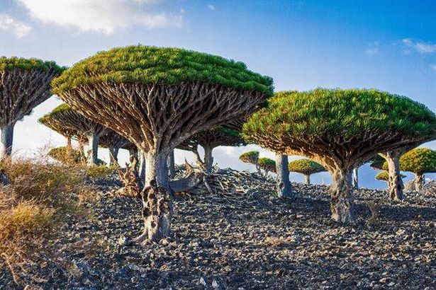 The trees