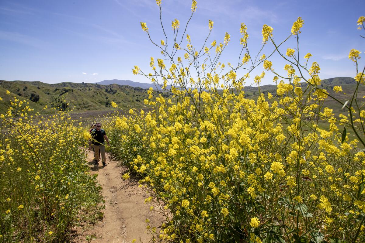 hikers on a trail during a sunny day walk among black mustard flowers