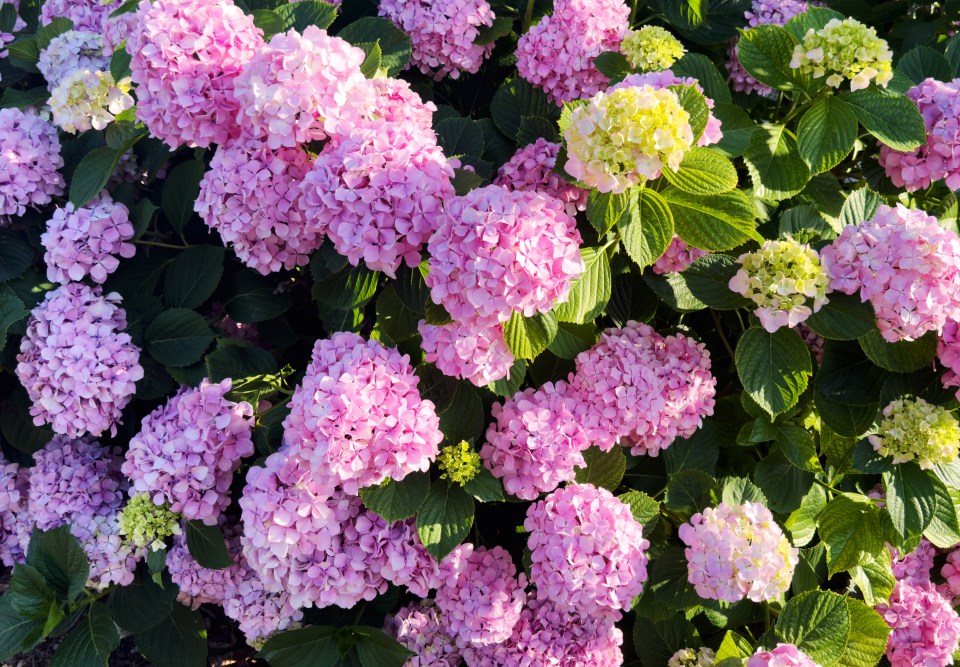 Pink hydrangeas in bloom.