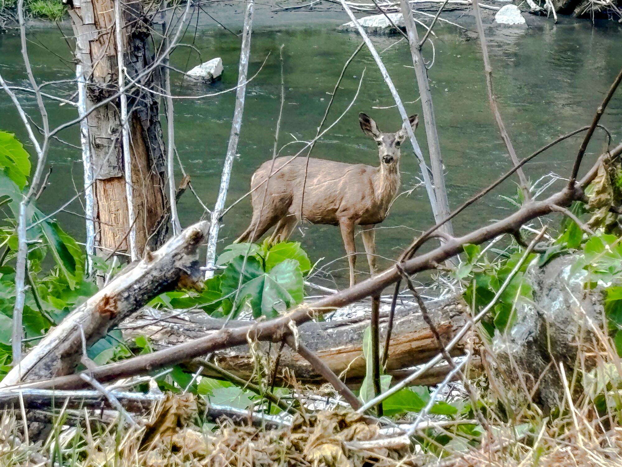 A deer stands on the bank of the West Fork of the San Gabriel River near the Glenn Camp Campground.