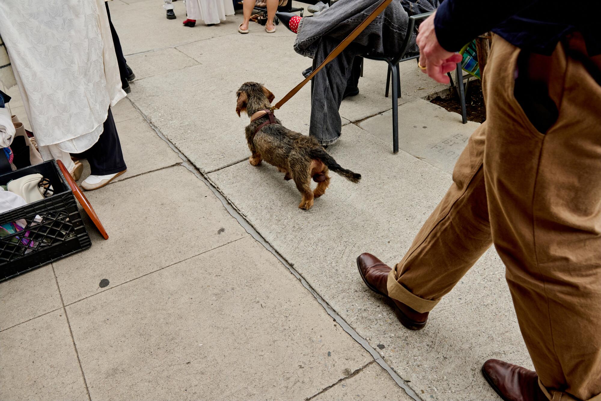 A furry friend passes through the event.