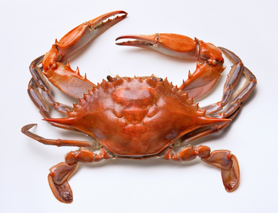 Steamed blue crab on a white background.