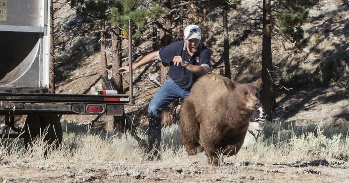 A man and his dog chase a large black bear into the wilderness.