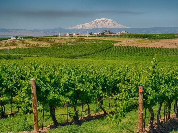 Vineyards with Mt. Adams in background, Zillah, Washington, Washington State, USA